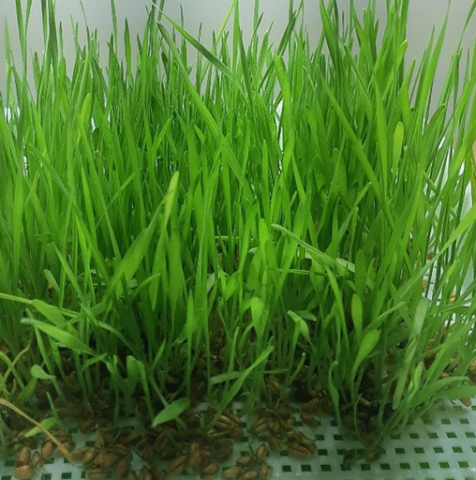 Love Mamas Earth Sprouts